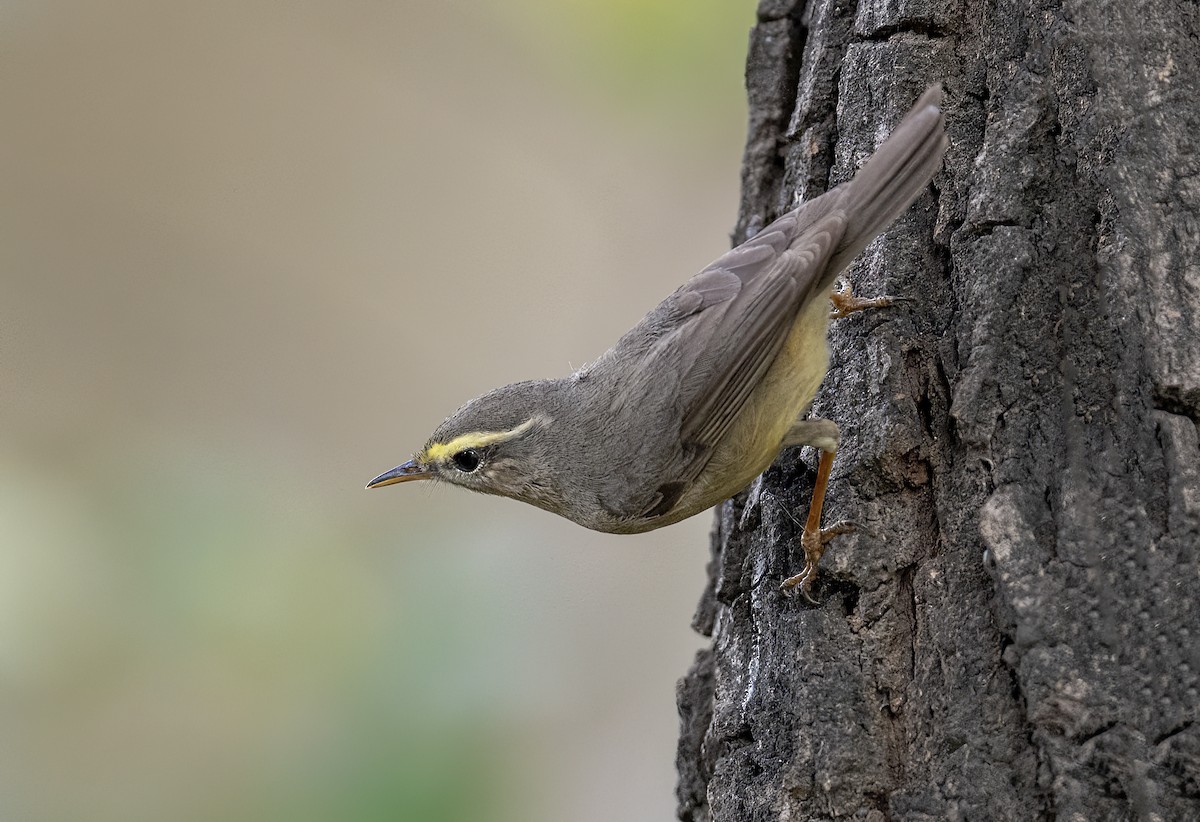 Sulphur-bellied Warbler - ML551332051