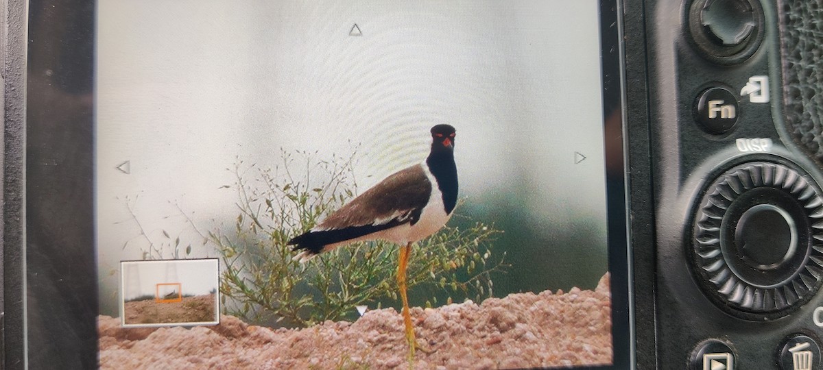 Red-wattled Lapwing - ML551332381