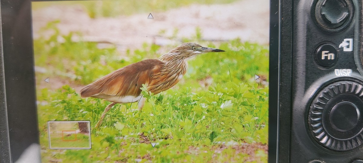 Squacco Heron - ML551332391