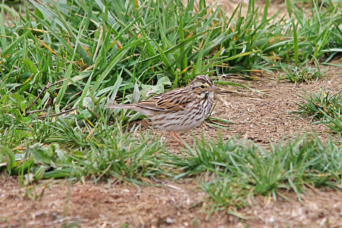 Savannah Sparrow - ML551333171
