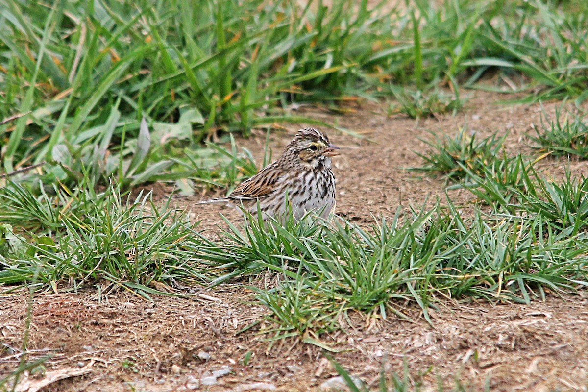 Savannah Sparrow - ML551333181