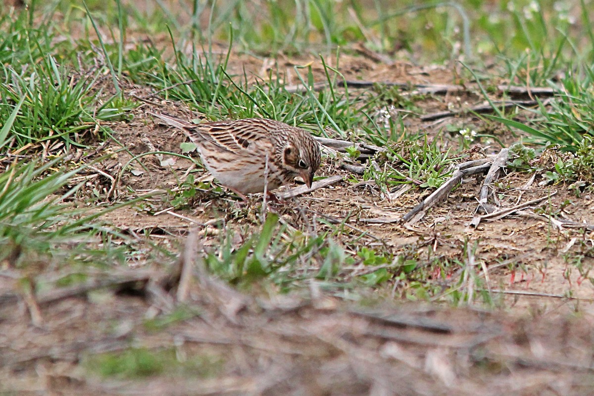 Vesper Sparrow - ML551333231