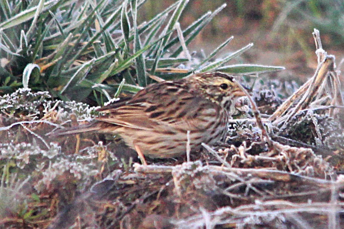 Savannah Sparrow - ML551333771