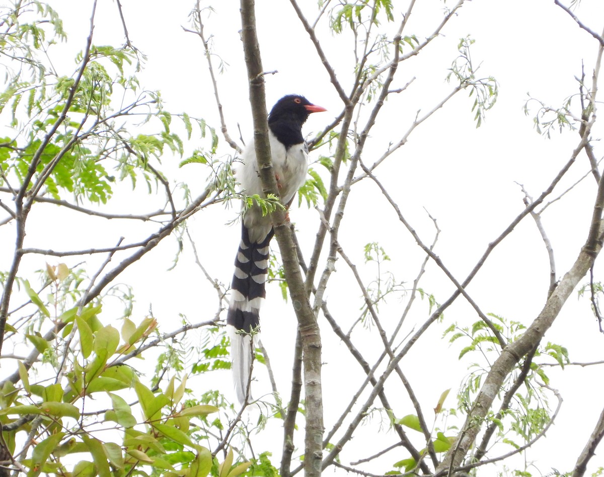 Red-billed Blue-Magpie - ML551334401