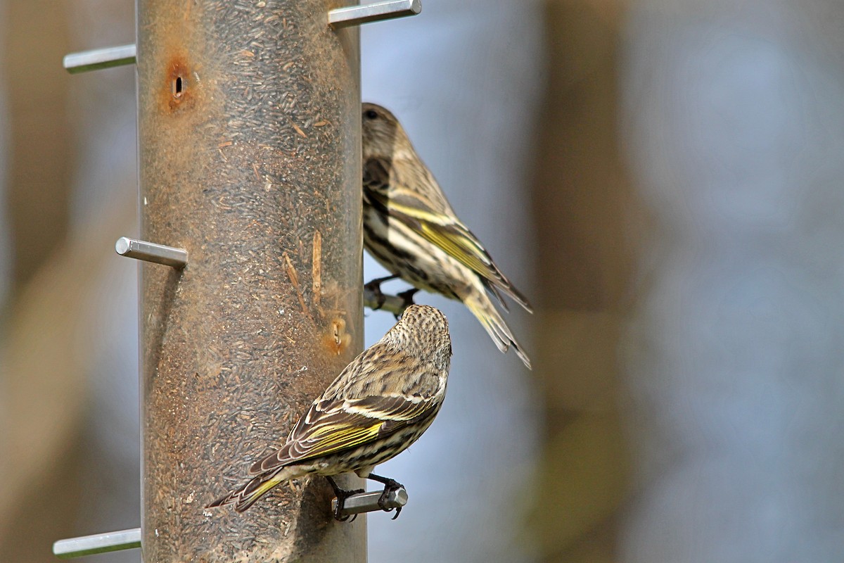 Pine Siskin - ML551334441