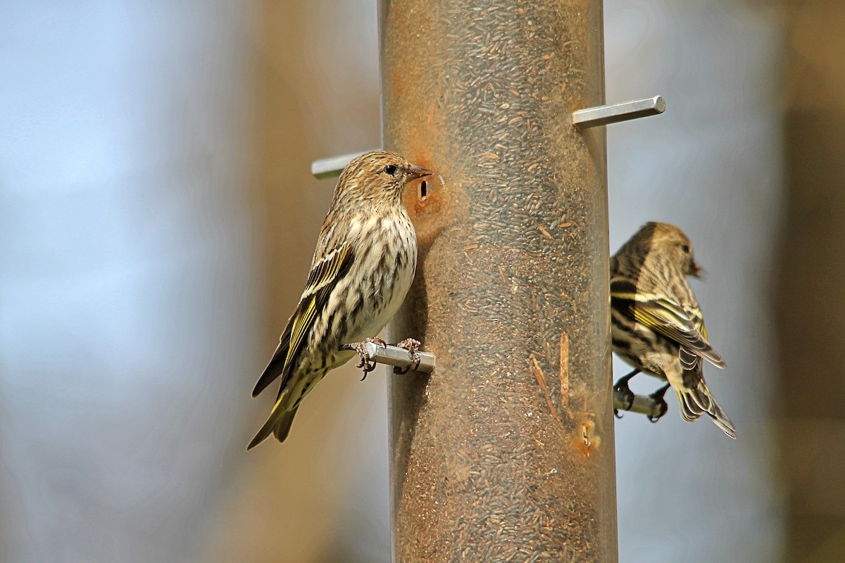 Pine Siskin - ML551334451