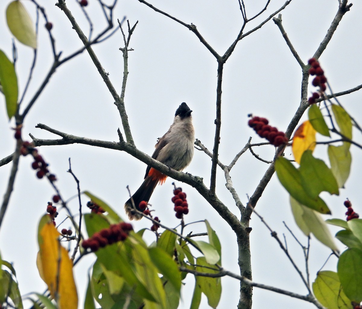 Sooty-headed Bulbul - ML551334481