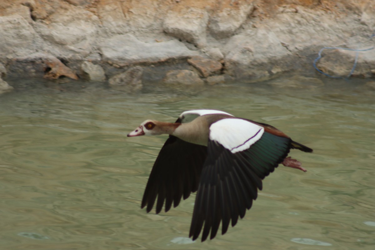 Egyptian Goose - Janaina Souza