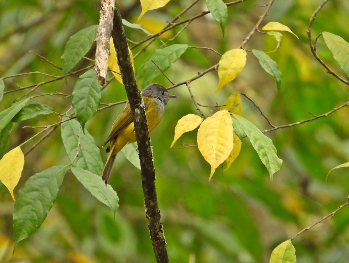 Gray-headed Canary-Flycatcher - Pauline Binetruy