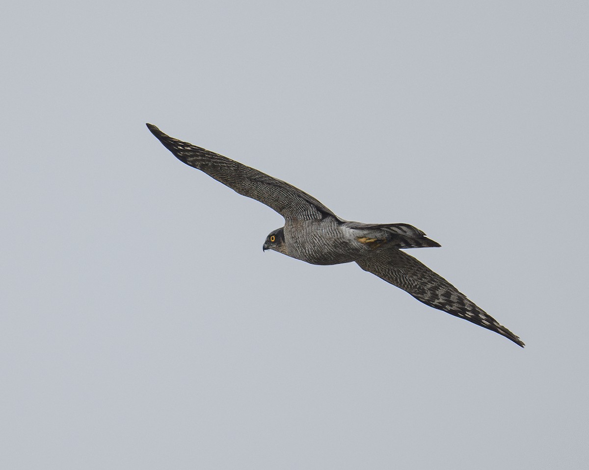 Eurasian Sparrowhawk - ML551335331