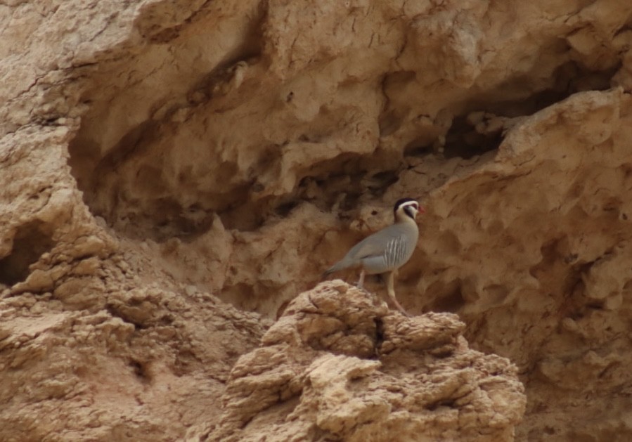 Chukar - ML551335871