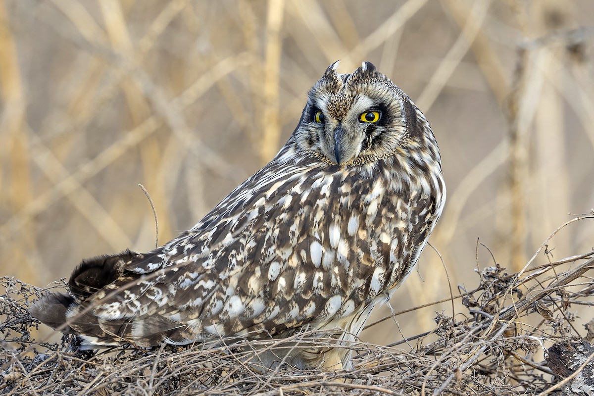 Short-eared Owl - ML551337151