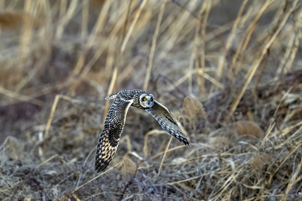 Short-eared Owl - ML551337171