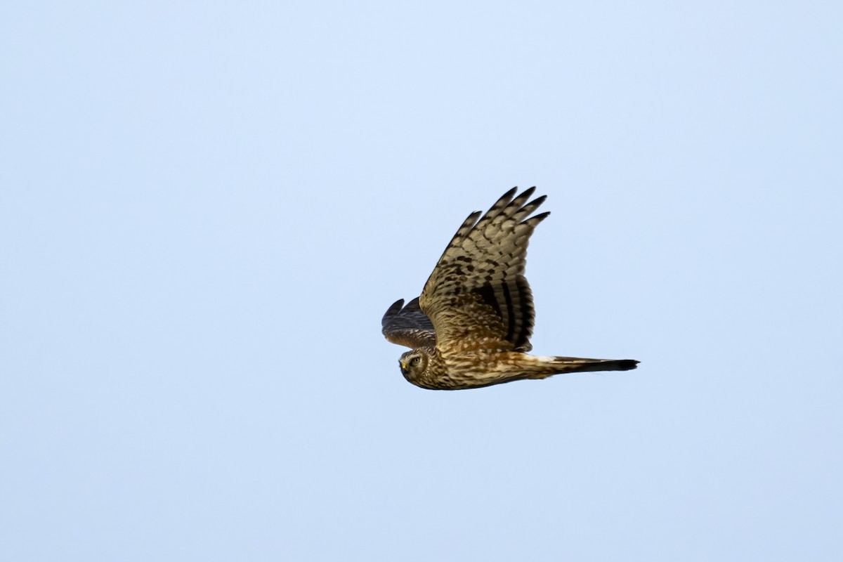 Hen Harrier - ML551337211