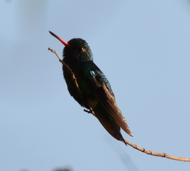 Glittering-bellied Emerald - ML551337681