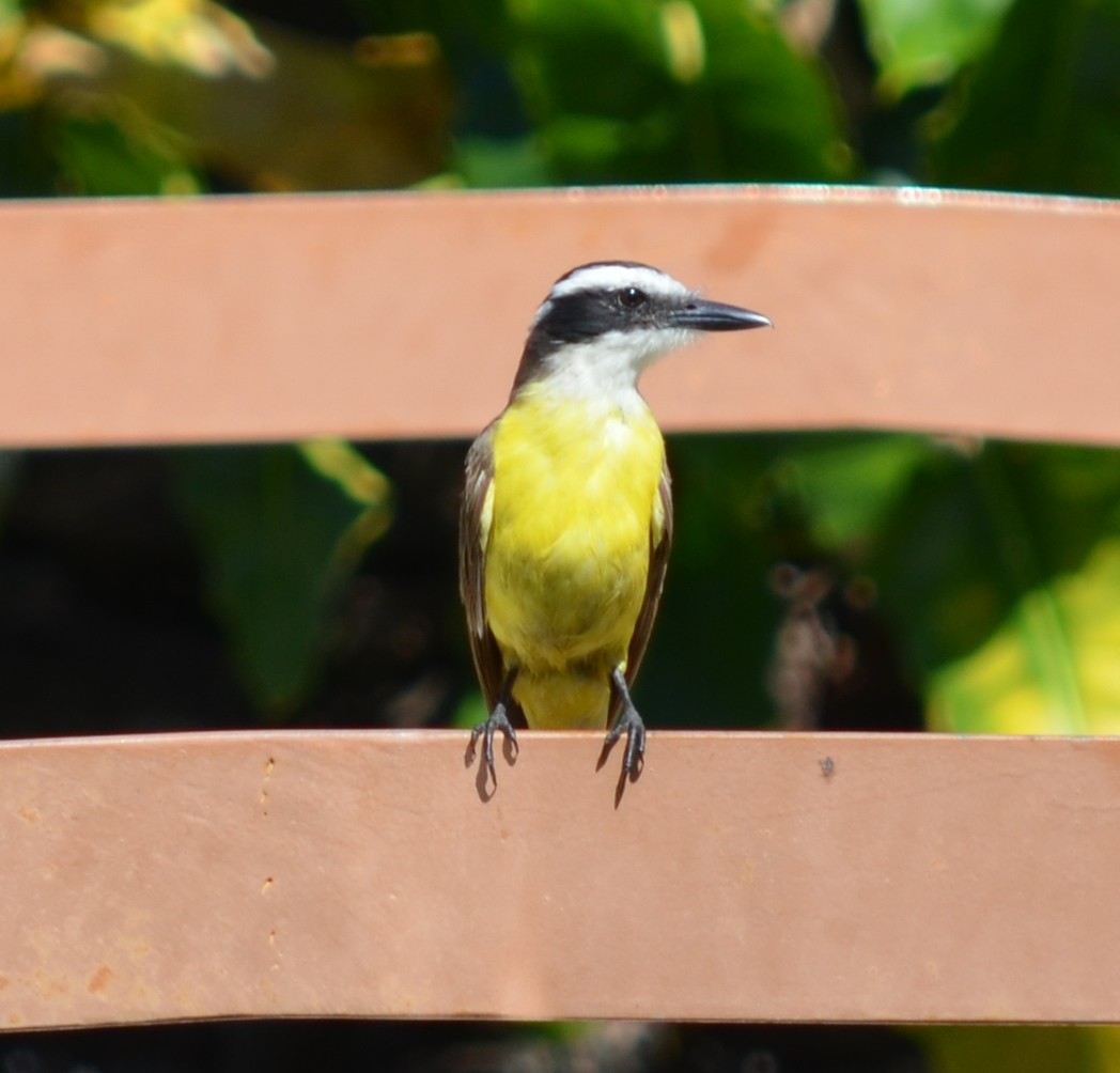 Great Kiskadee - ML551337871