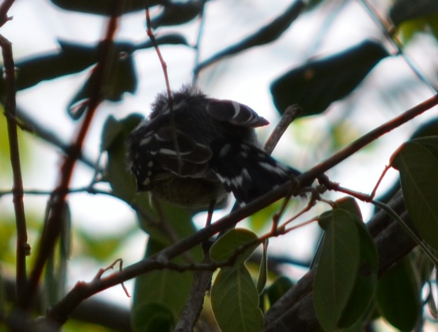 Planalto Slaty-Antshrike - ML551338671