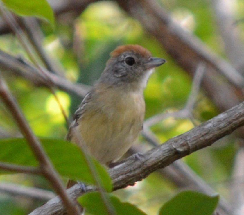 Planalto Slaty-Antshrike - ML551338681