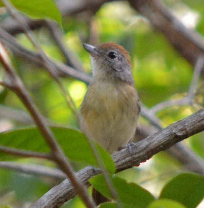 Planalto Slaty-Antshrike - ML551338691