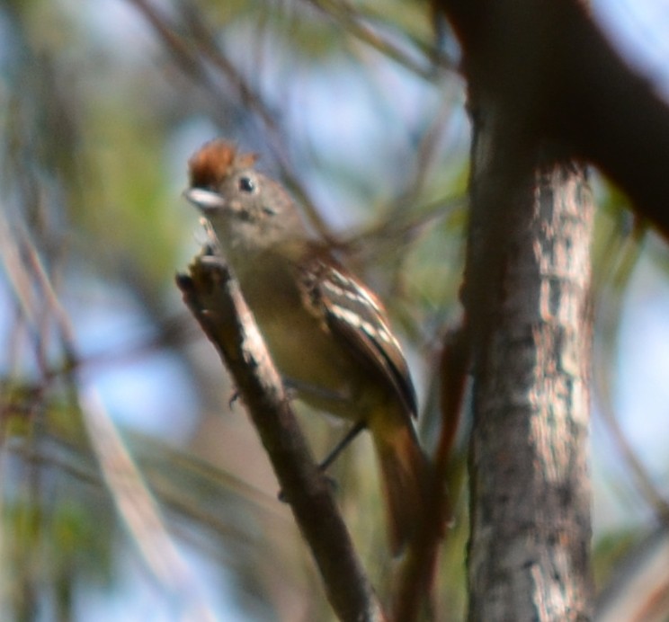 Planalto Slaty-Antshrike - ML551338701