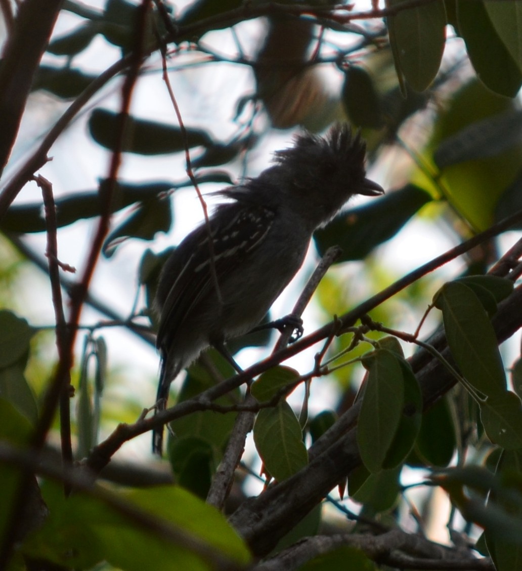 Planalto Slaty-Antshrike - ML551338711