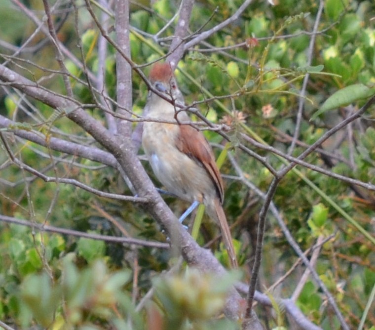 Rufous-winged Antshrike - ML551339141