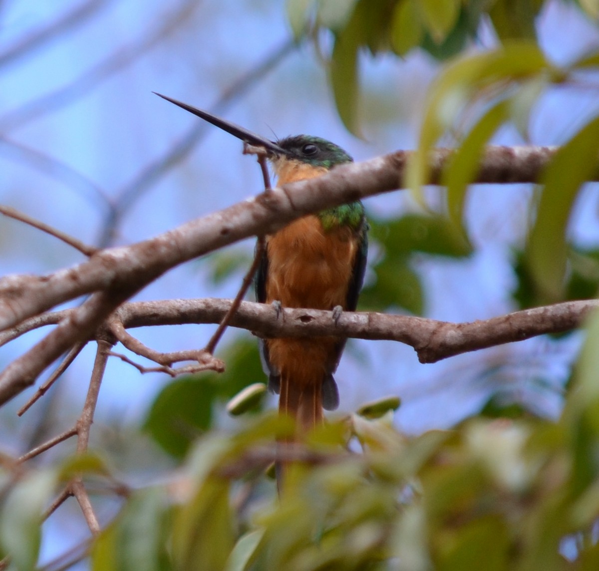 Jacamar à queue rousse - ML551339311