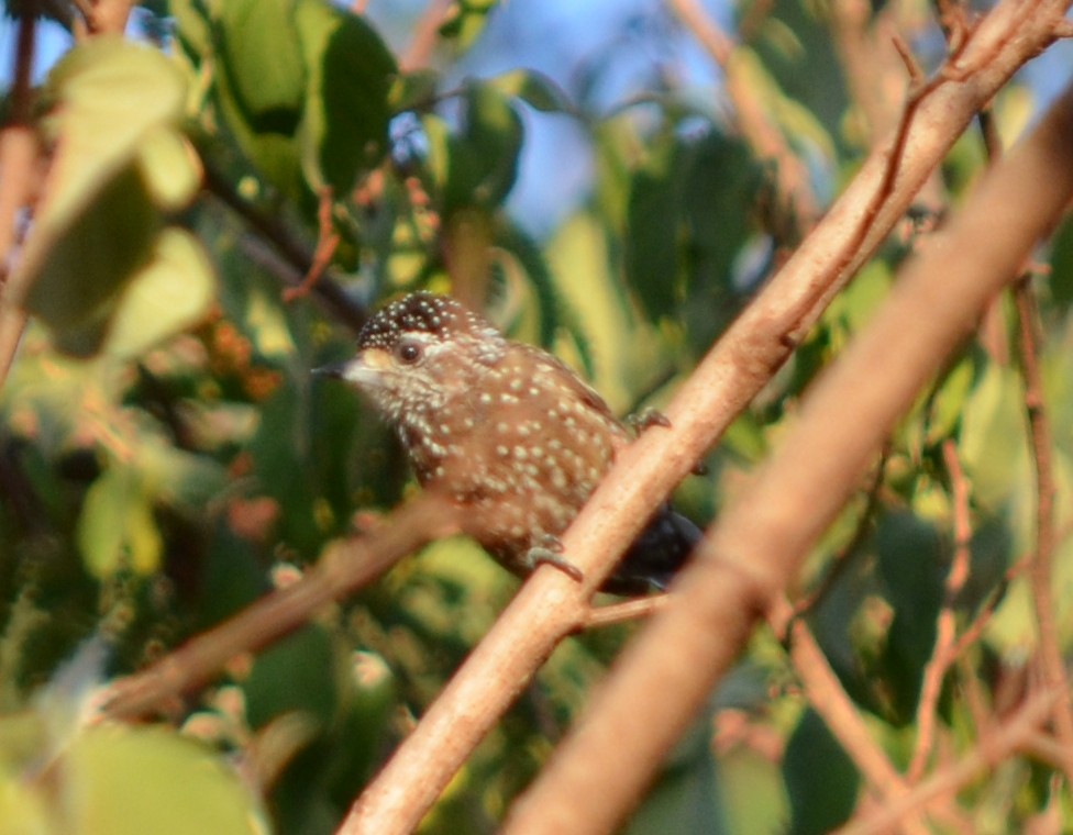 Spotted Piculet - Carl Winstead