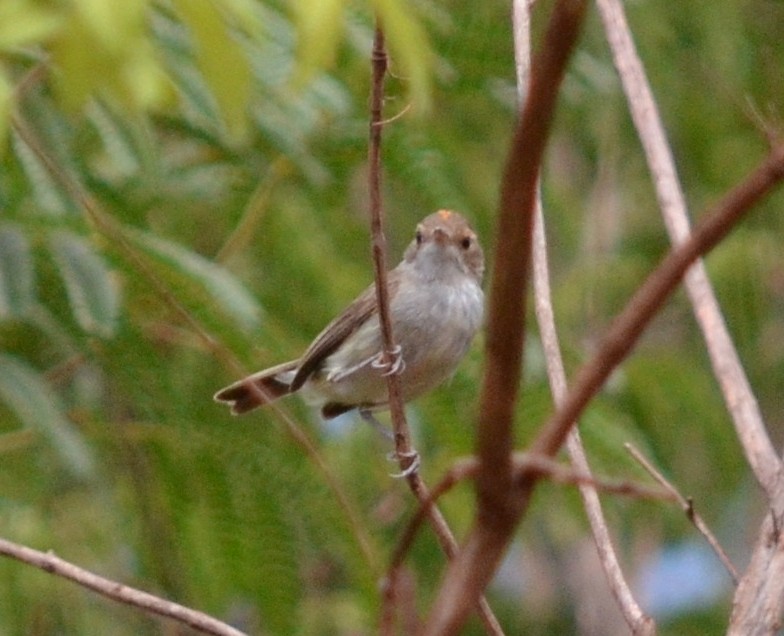 Fulvous-crowned Scrub-Tyrant - ML551339861