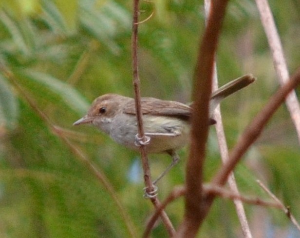 Fulvous-crowned Scrub-Tyrant - ML551339871