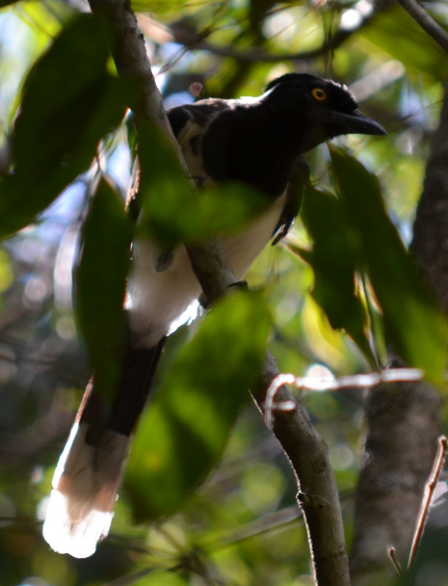 White-naped Jay - ML551340151