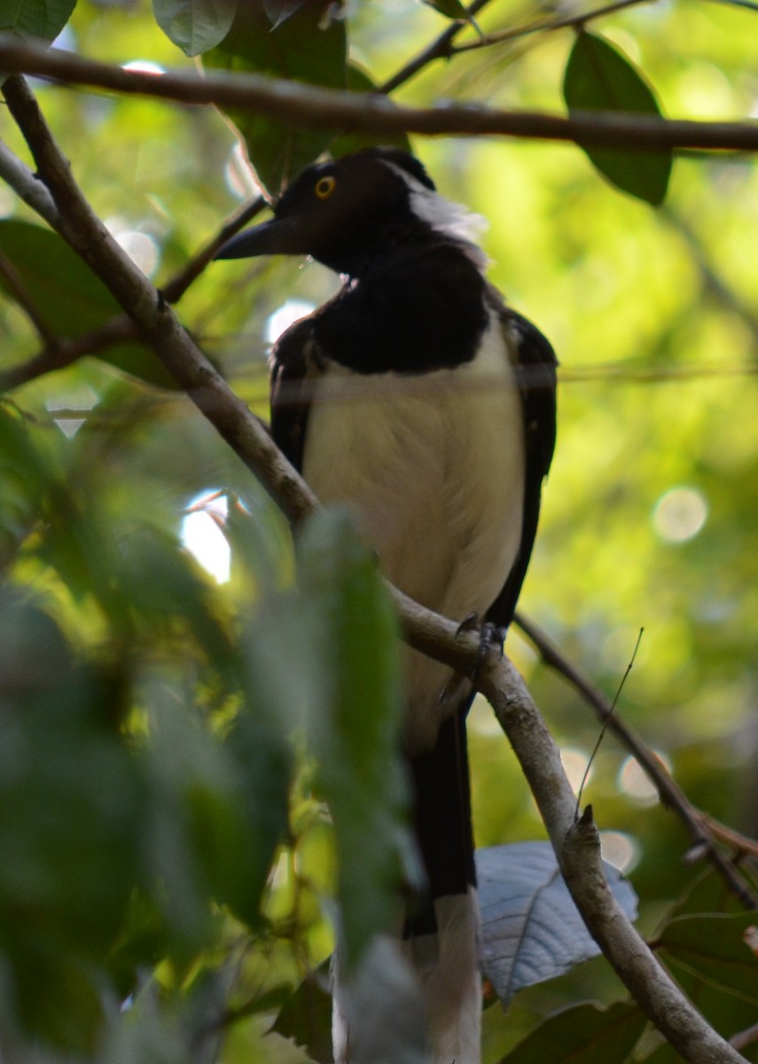 White-naped Jay - ML551340161