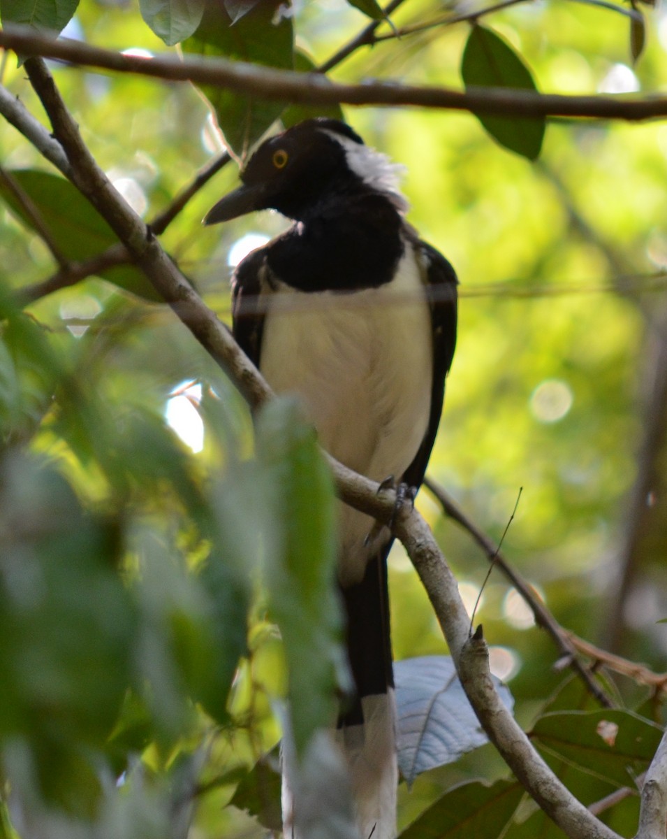 White-naped Jay - ML551340171