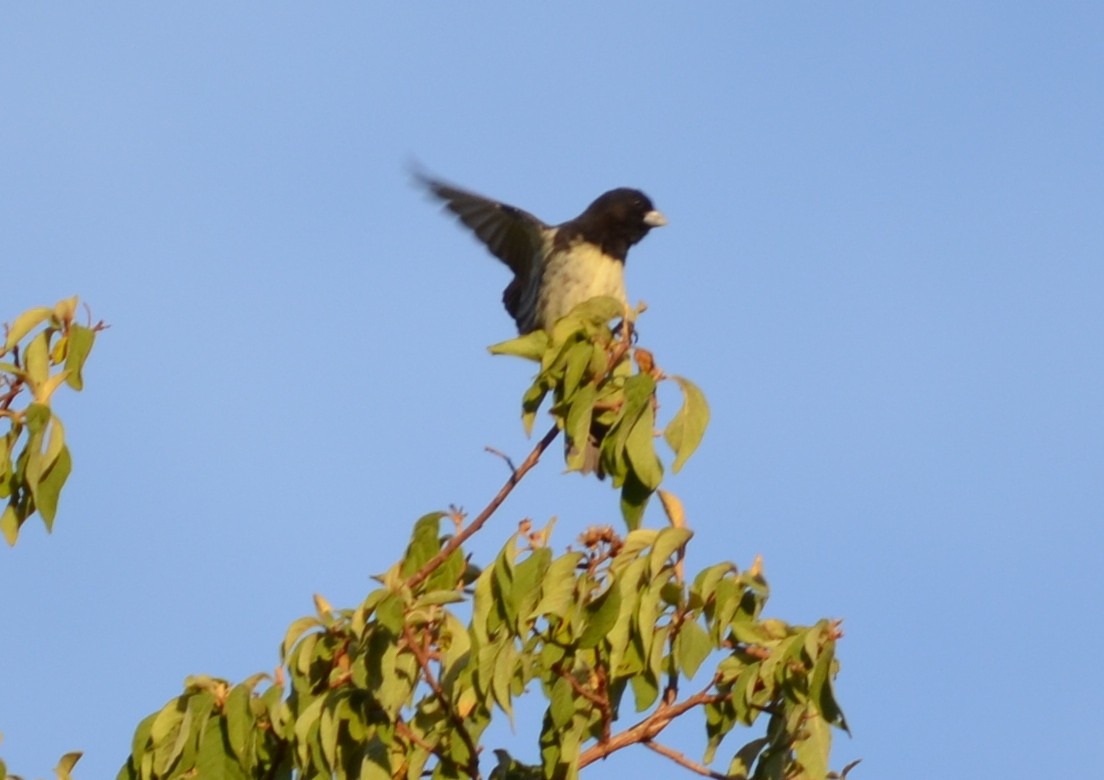 Dubois's Seedeater - ML551340331