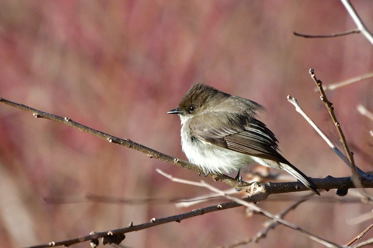 Eastern Phoebe - Cristine Van Dyke