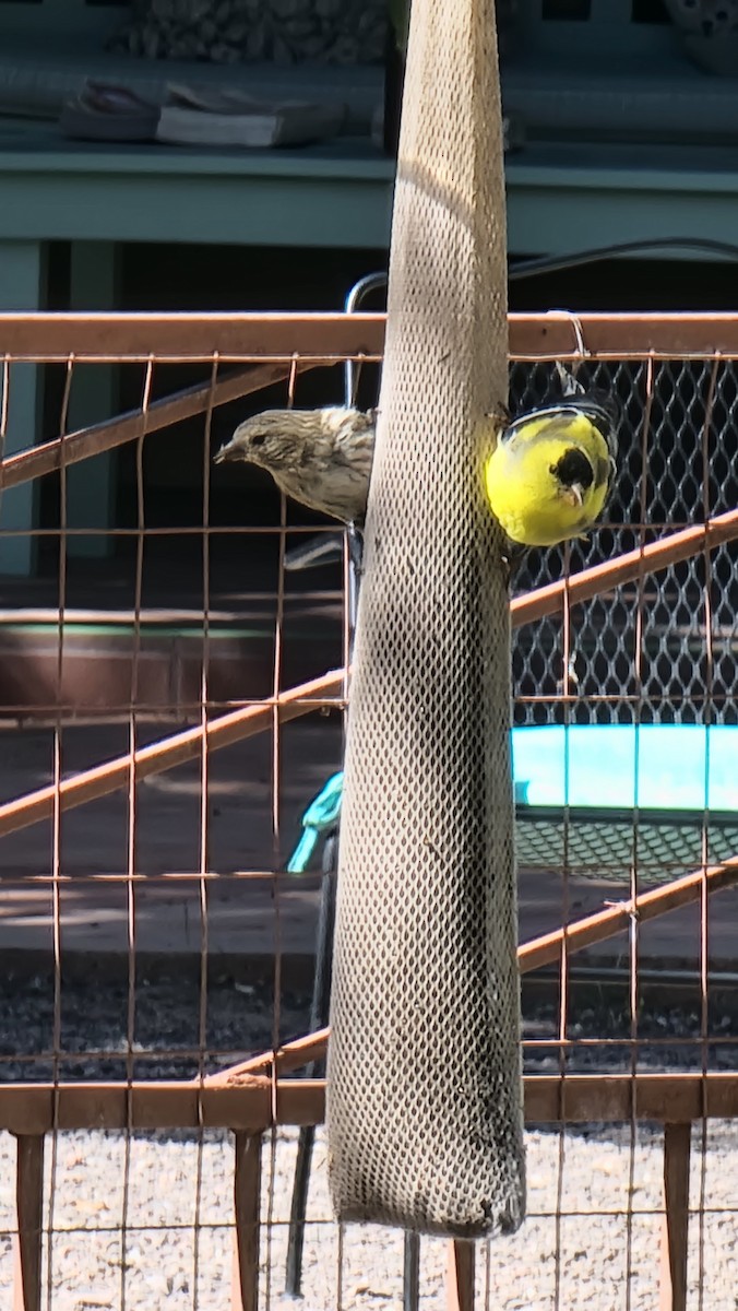 American Goldfinch - ML551340741