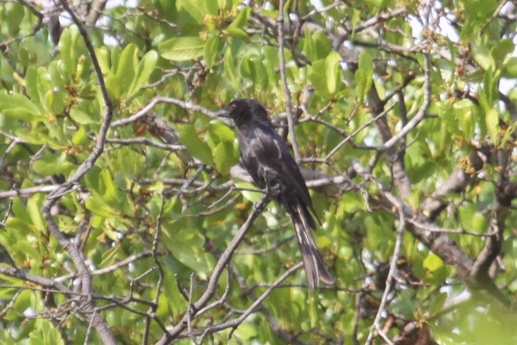 Fork-tailed Drongo - Ken McKenna