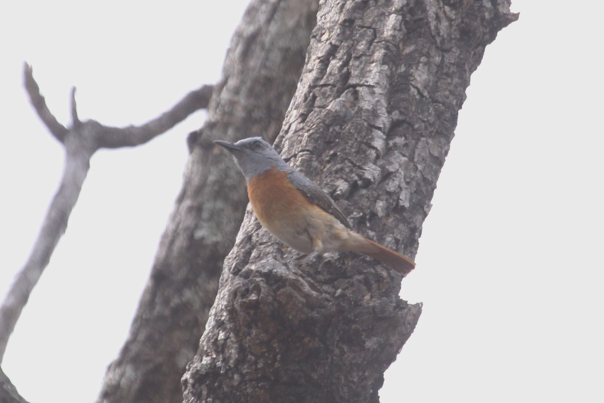 Miombo Rock-Thrush - Ken McKenna