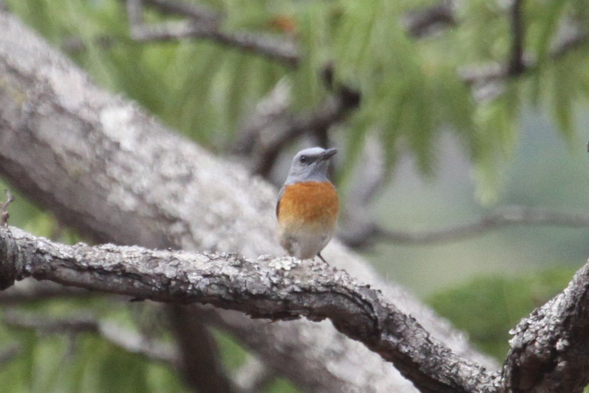 Miombo Rock-Thrush - Ken McKenna