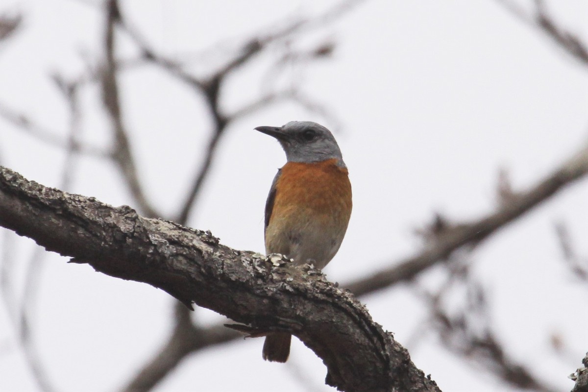 Miombo Rock-Thrush - Ken McKenna