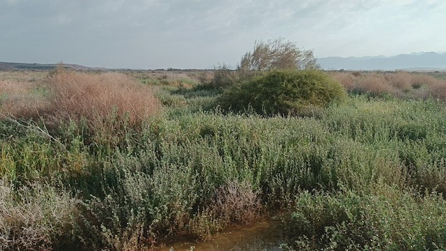 Savi's Warbler - ML551341571