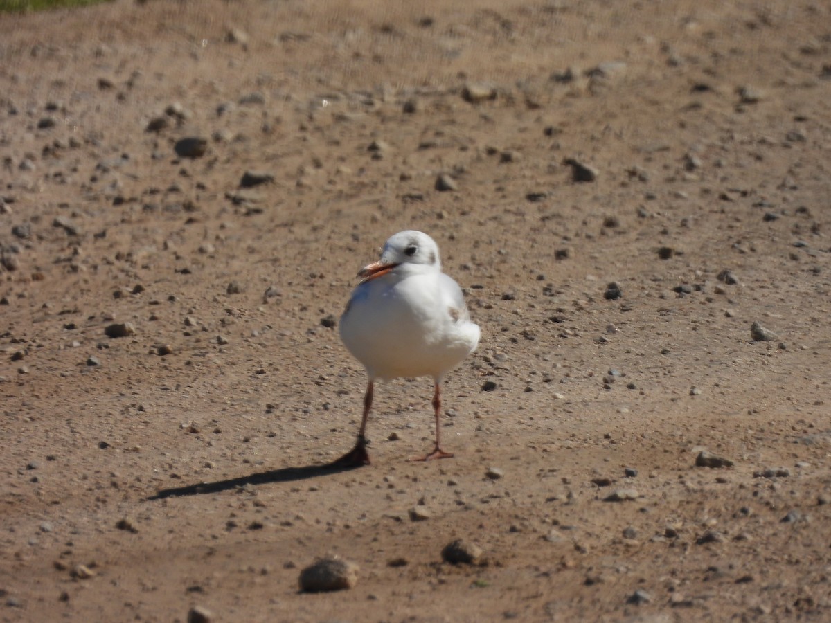 Black-headed Gull - ML551341661