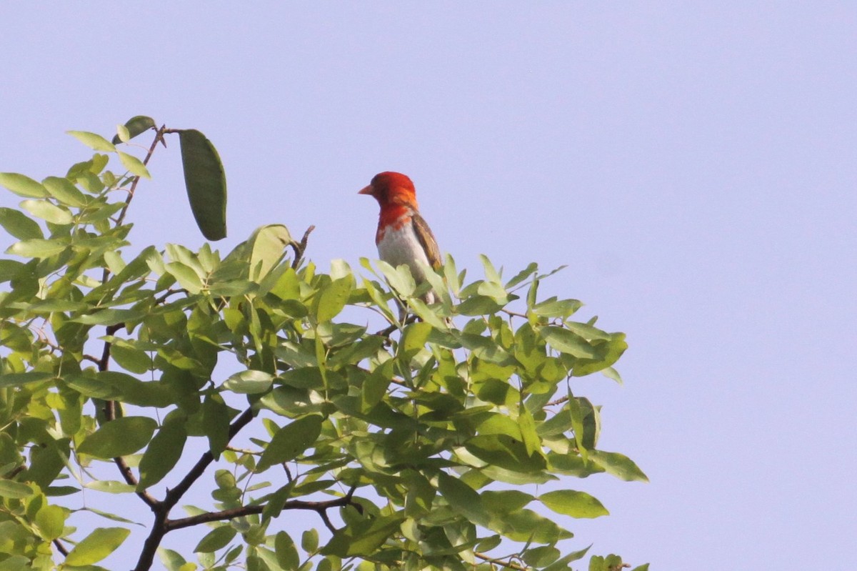 Red-headed Weaver - ML551341731