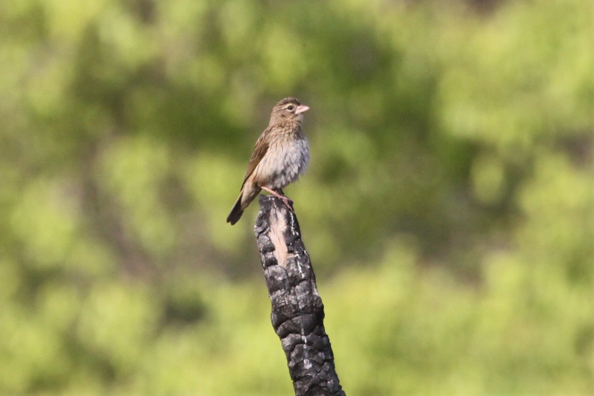 Yellow Bishop - ML551341811