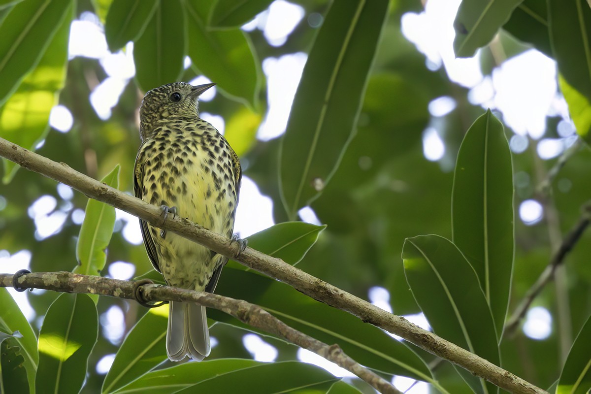 Sharpbill - Yann Kolbeinsson