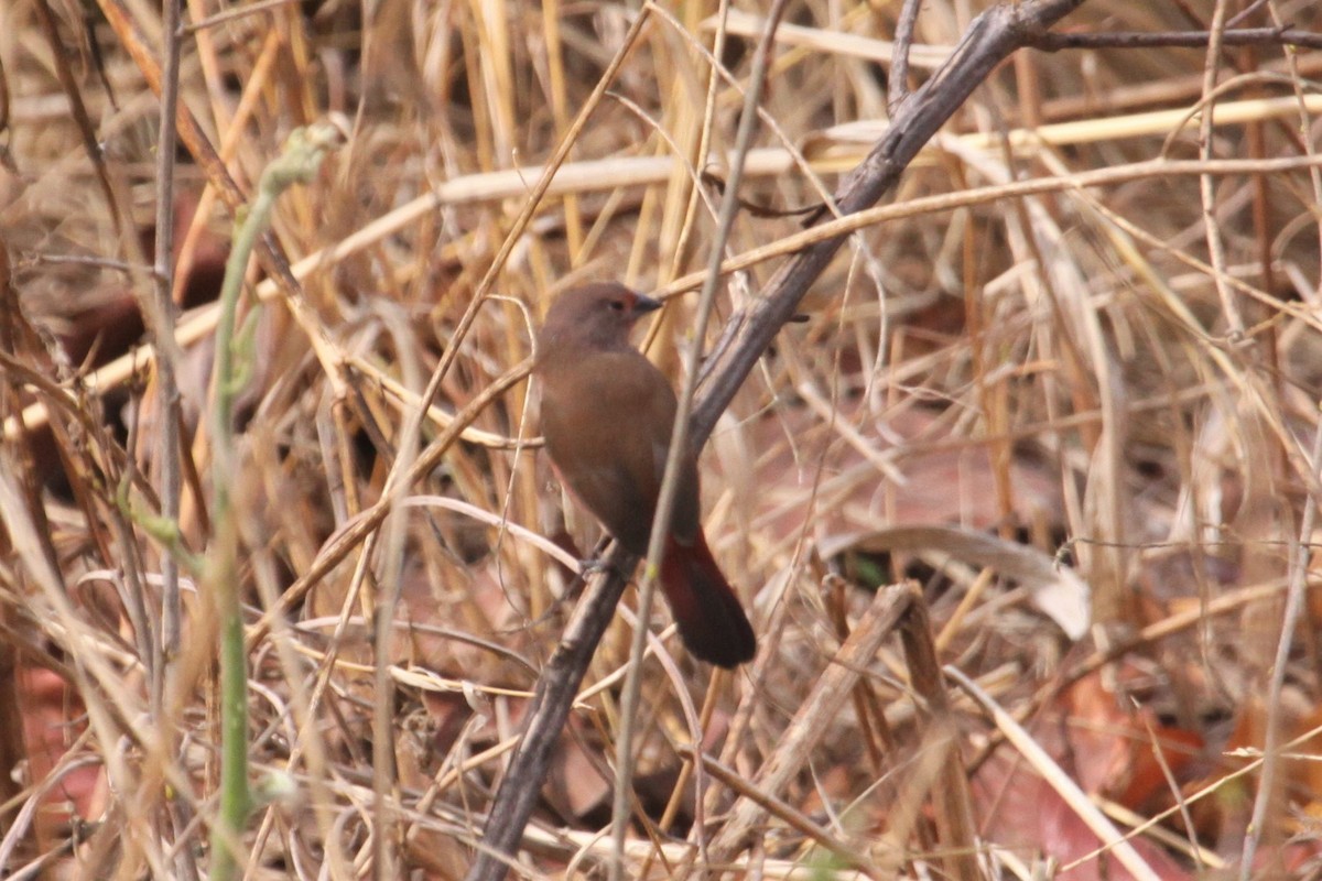 Jameson's Firefinch - ML551342031