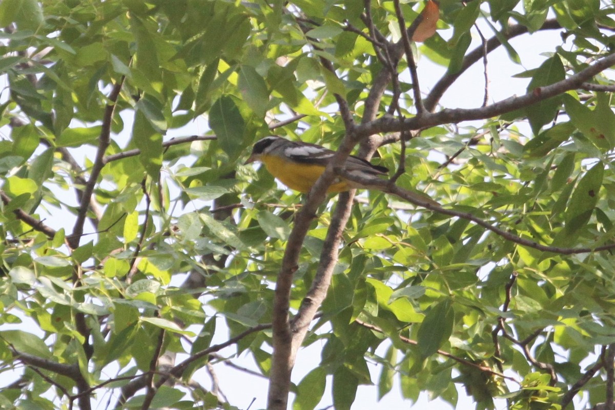 Cabanis's Bunting (Three-streaked) - Ken McKenna