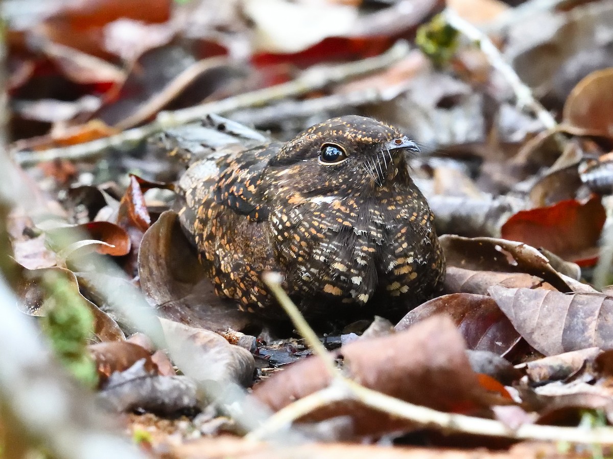 Blackish Nightjar - ML551342161