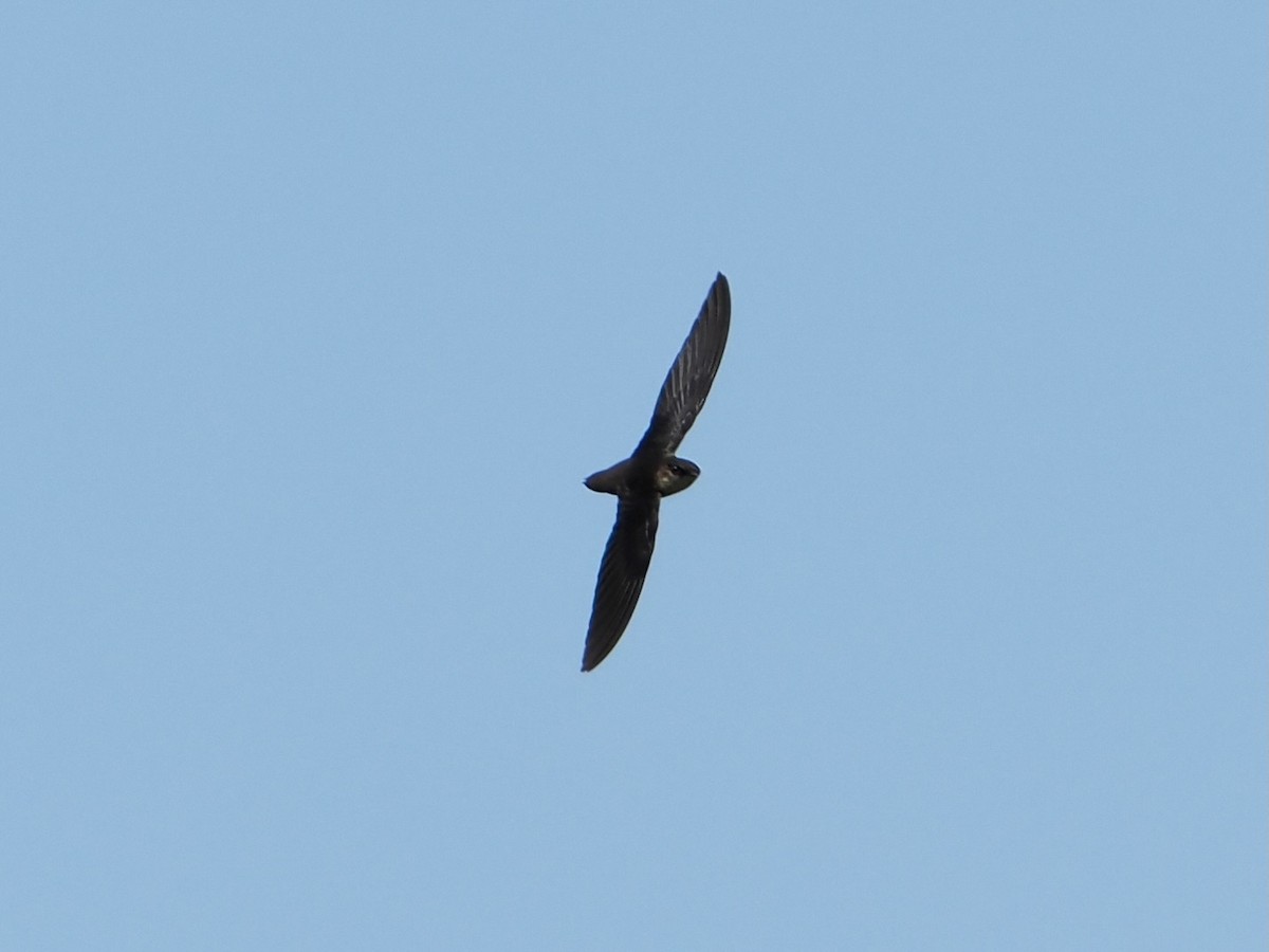 Vaux's Swift (Yucatan) - ML551343541