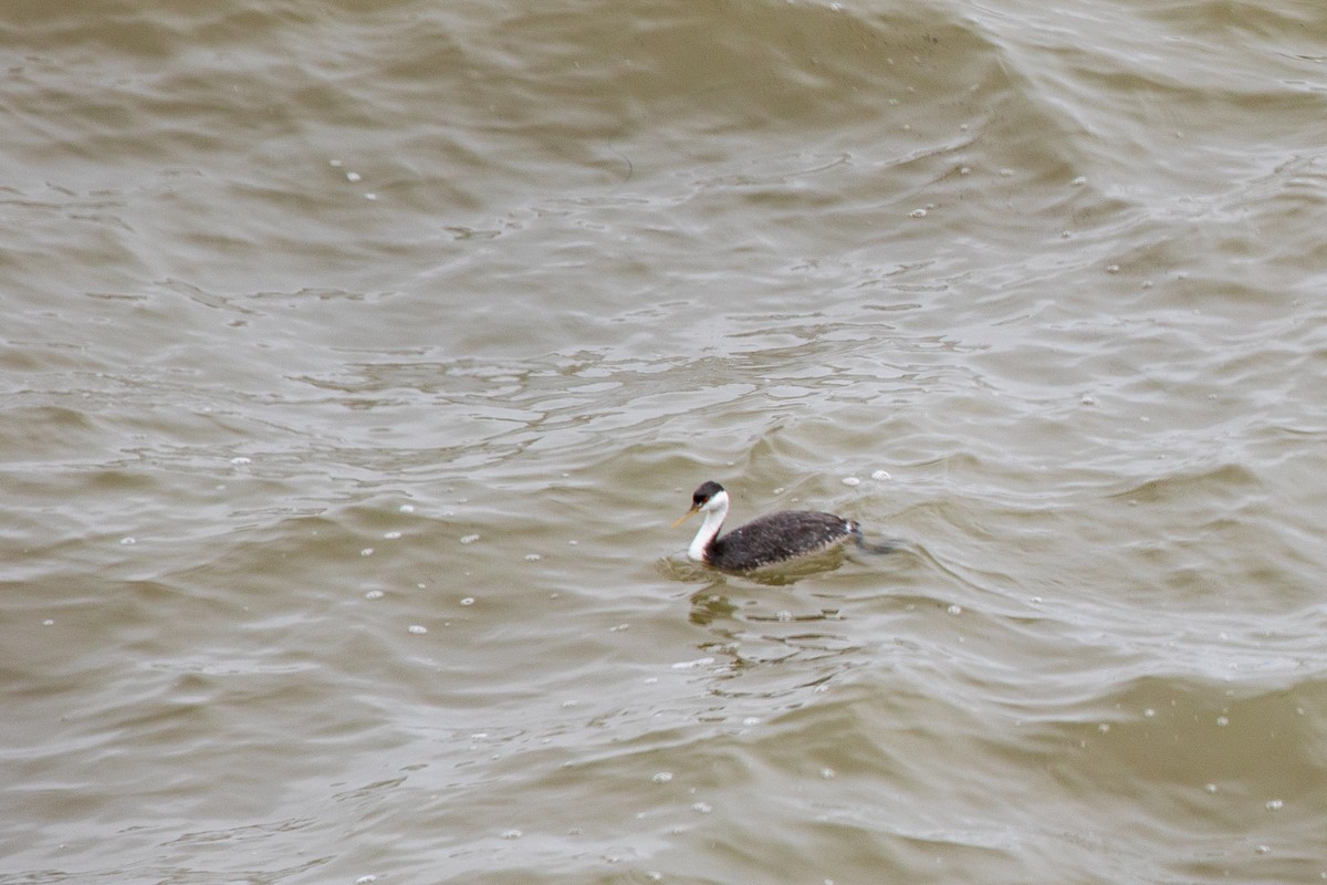 Western Grebe - ML551343621